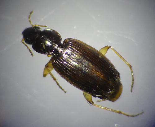 Olisthopus elongatus